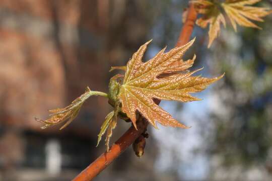 Imagem de Acer saccharinum L.