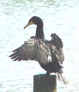 Image of Black Shag