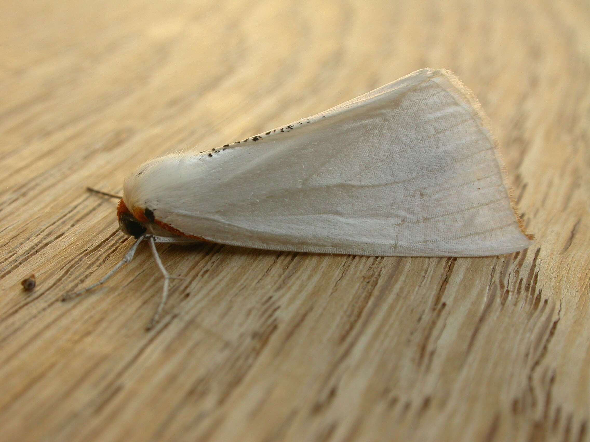 Image of Thalaina selenaea Doubleday 1845