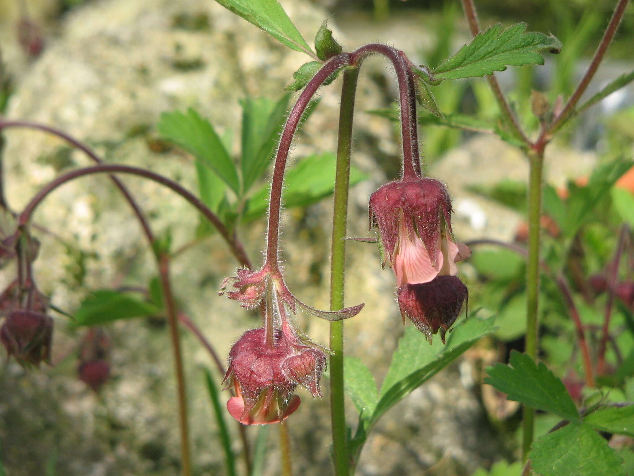 Image of Water Avens