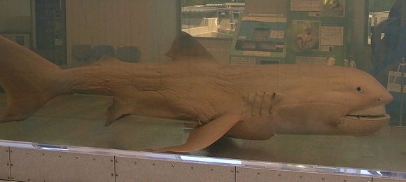 Image of Megamouth Shark