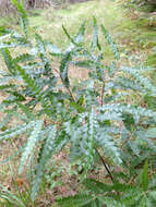 Image of sweet fern