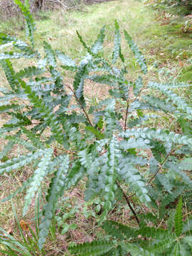 Image of sweet fern