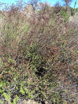 Image of Eastern Mojave buckwheat