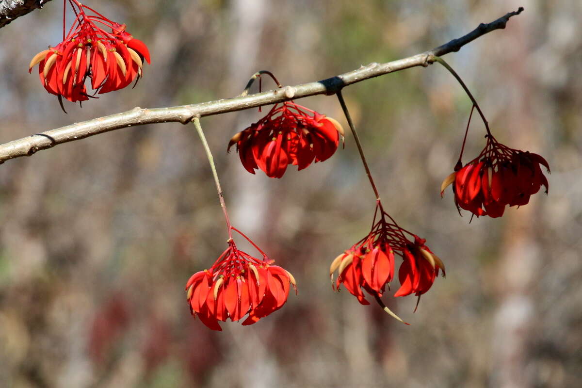 Image of Erythrina ulei Harms