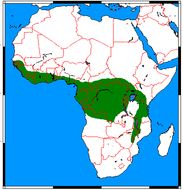 <span class="translation_missing" title="translation missing: en.medium.untitled.map_image_of, page_name: African palm civet family">Map Image Of</span>