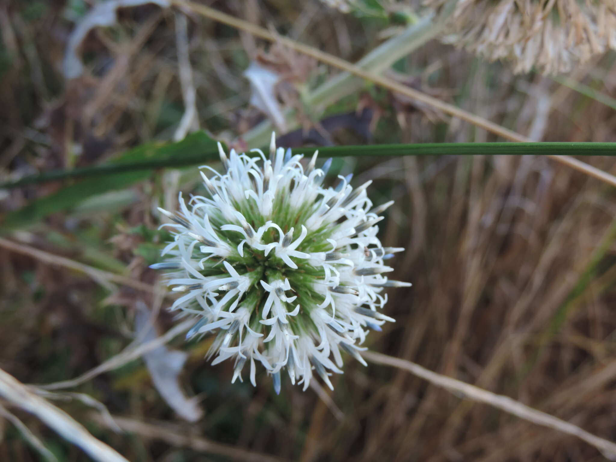 Image of Echinops sphaerocephalus subsp. sphaerocephalus