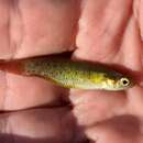 Image of Golden Topminnow