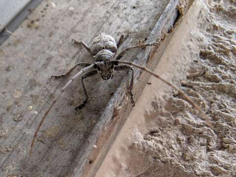 Image of White oak borer