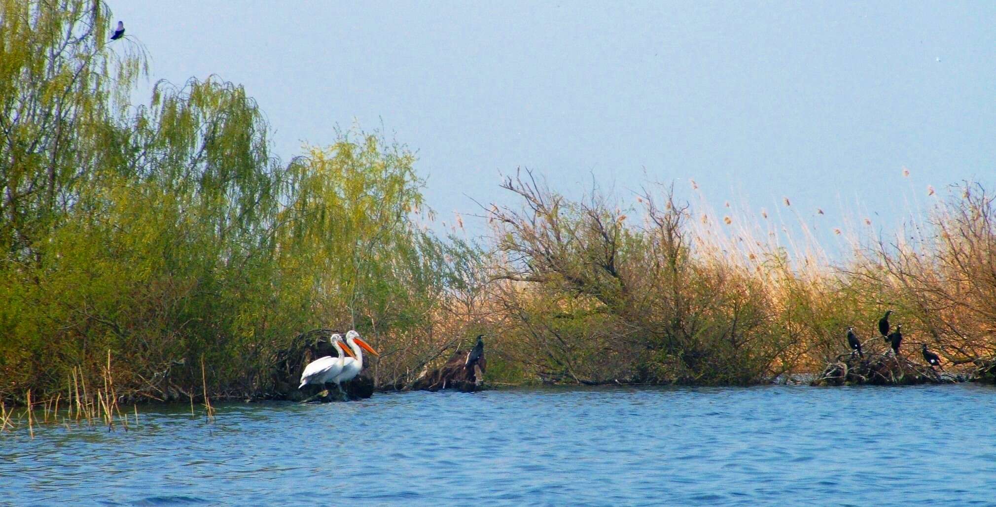 Image of Dalmatian Pelican