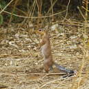 Image of Unstriped Ground Squirrel