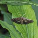 Herpetogramma luctuosalis Guenée 1854 resmi