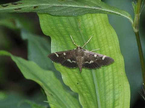 Herpetogramma luctuosalis Guenée 1854 resmi