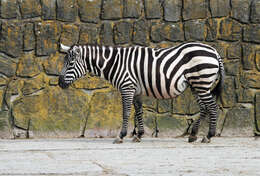 Image of zebra