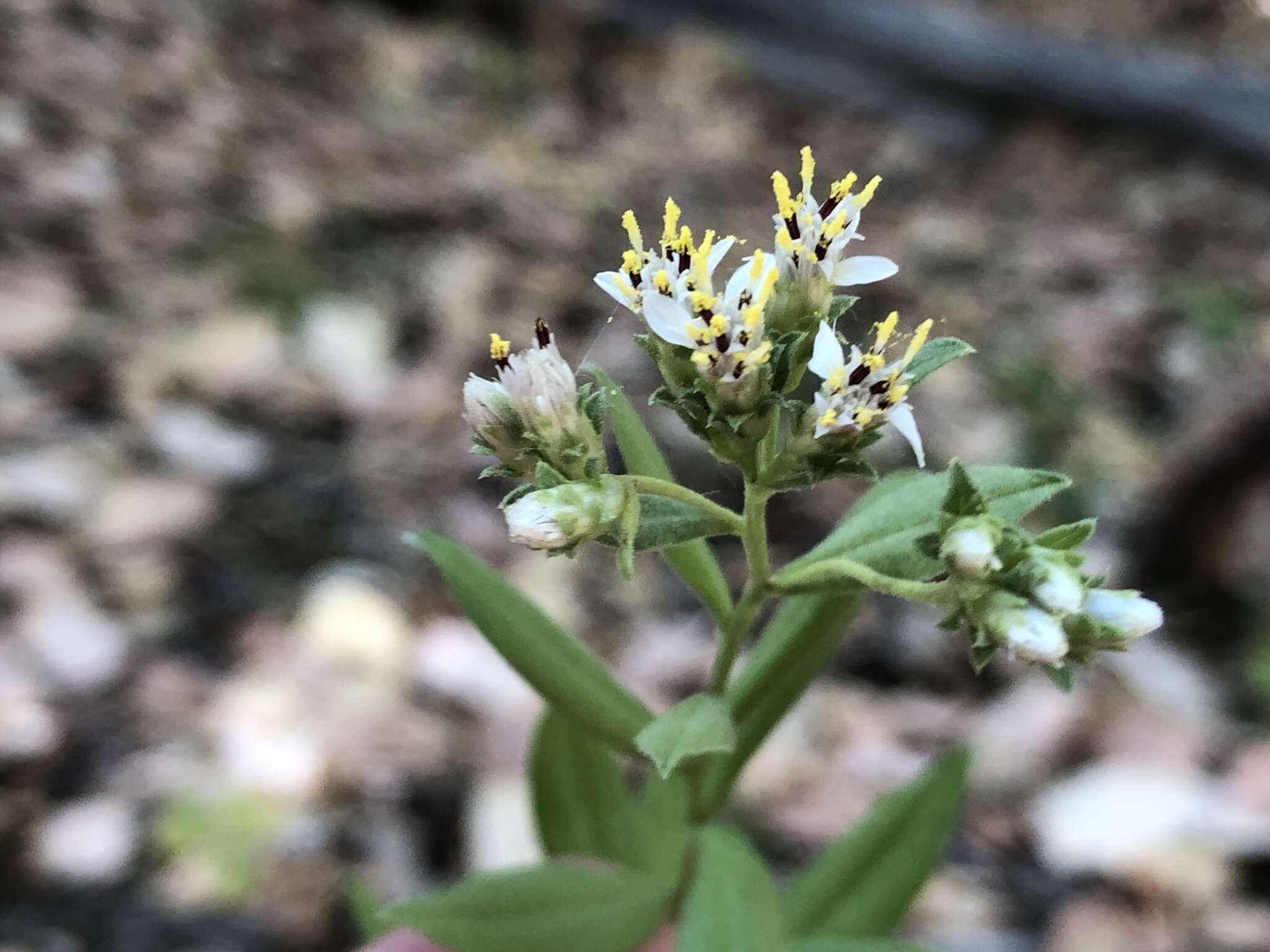 Image of Oregon whitetop aster