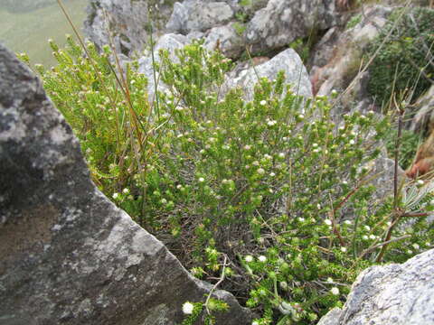 Image of Phylica alba Pillans