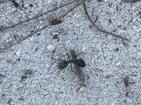 Camponotus angusticeps Emery 1886的圖片