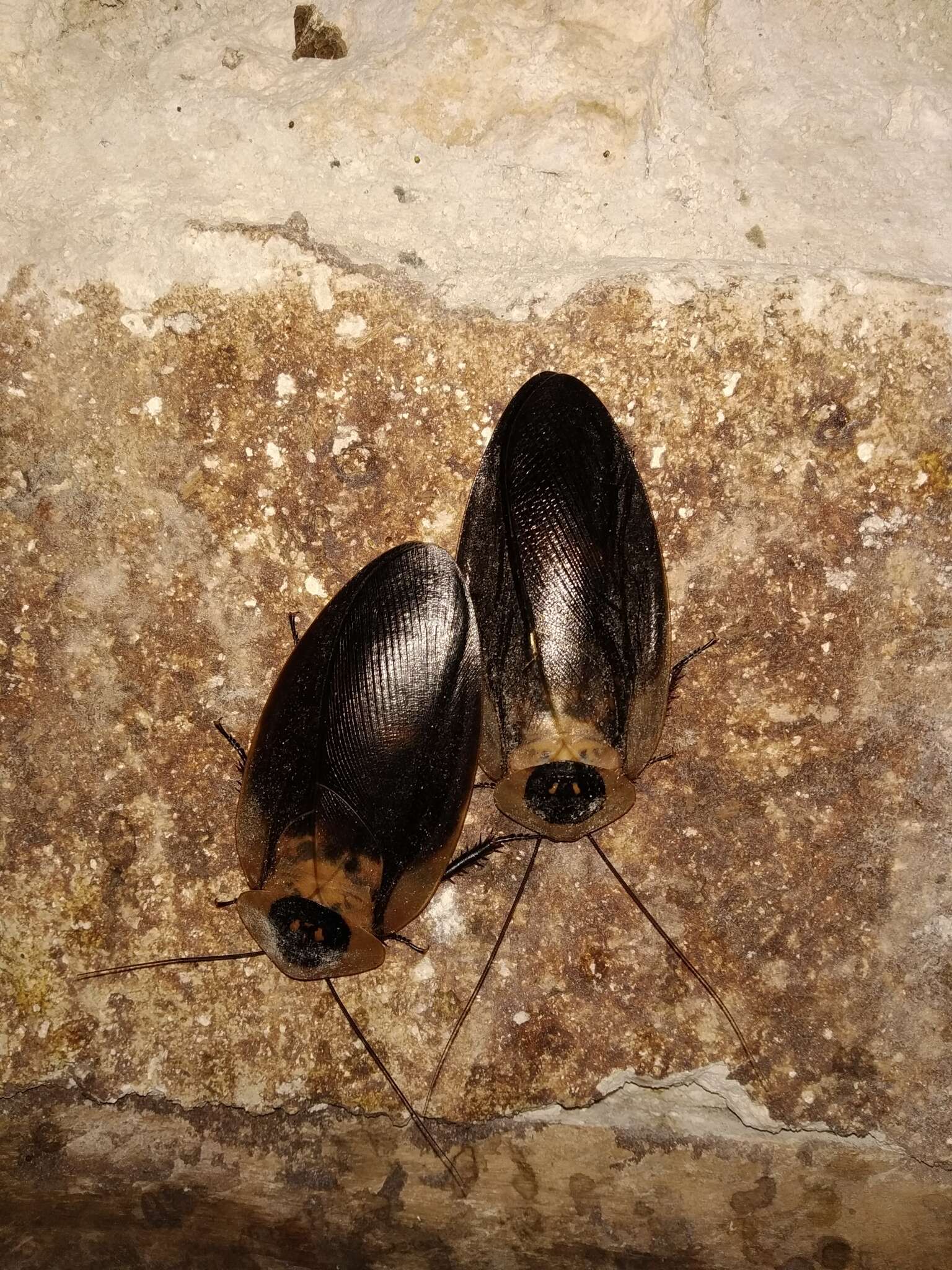Image of Death's Head Cockroach