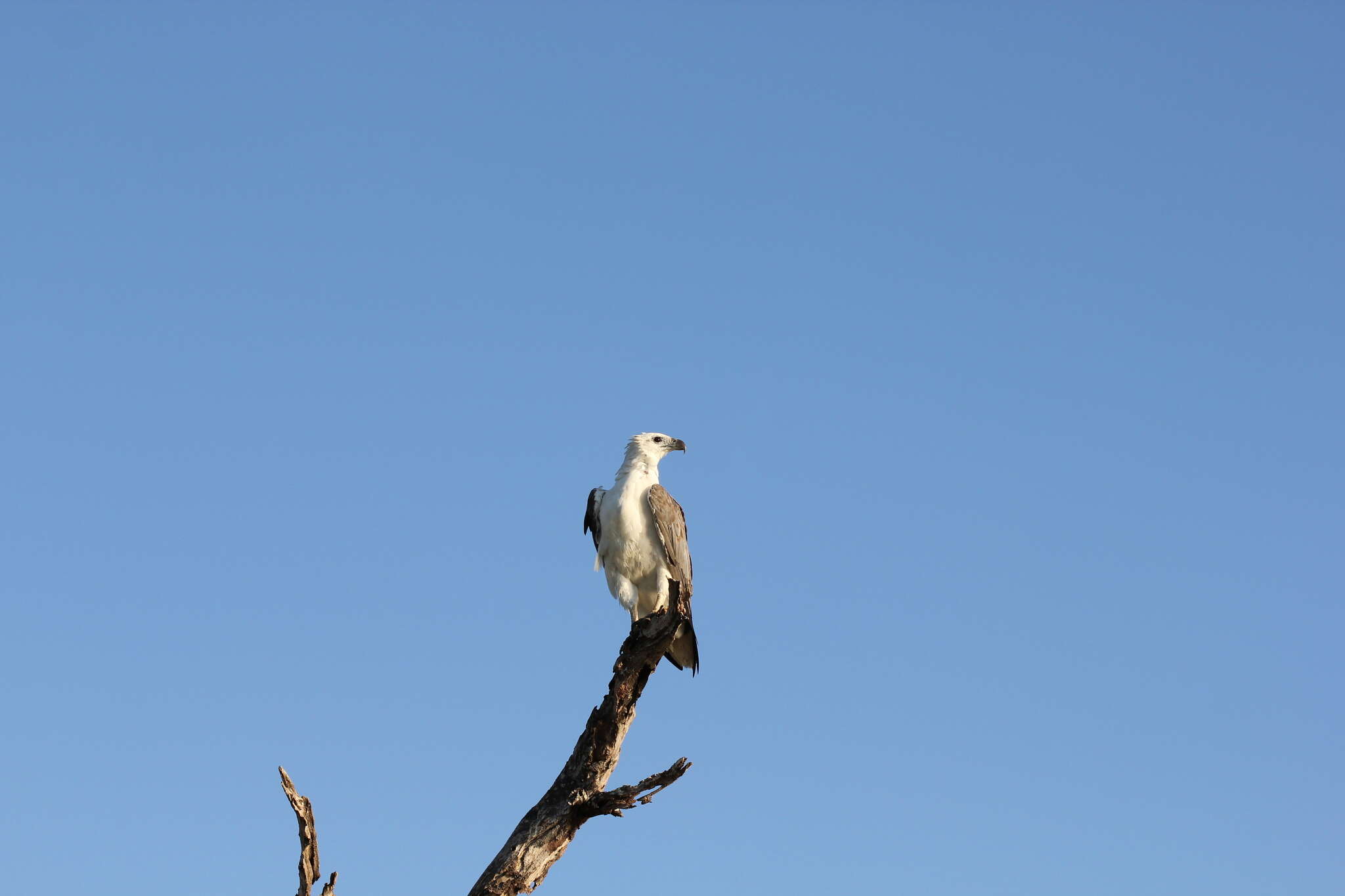 Image of White-bellied Sea Eagle