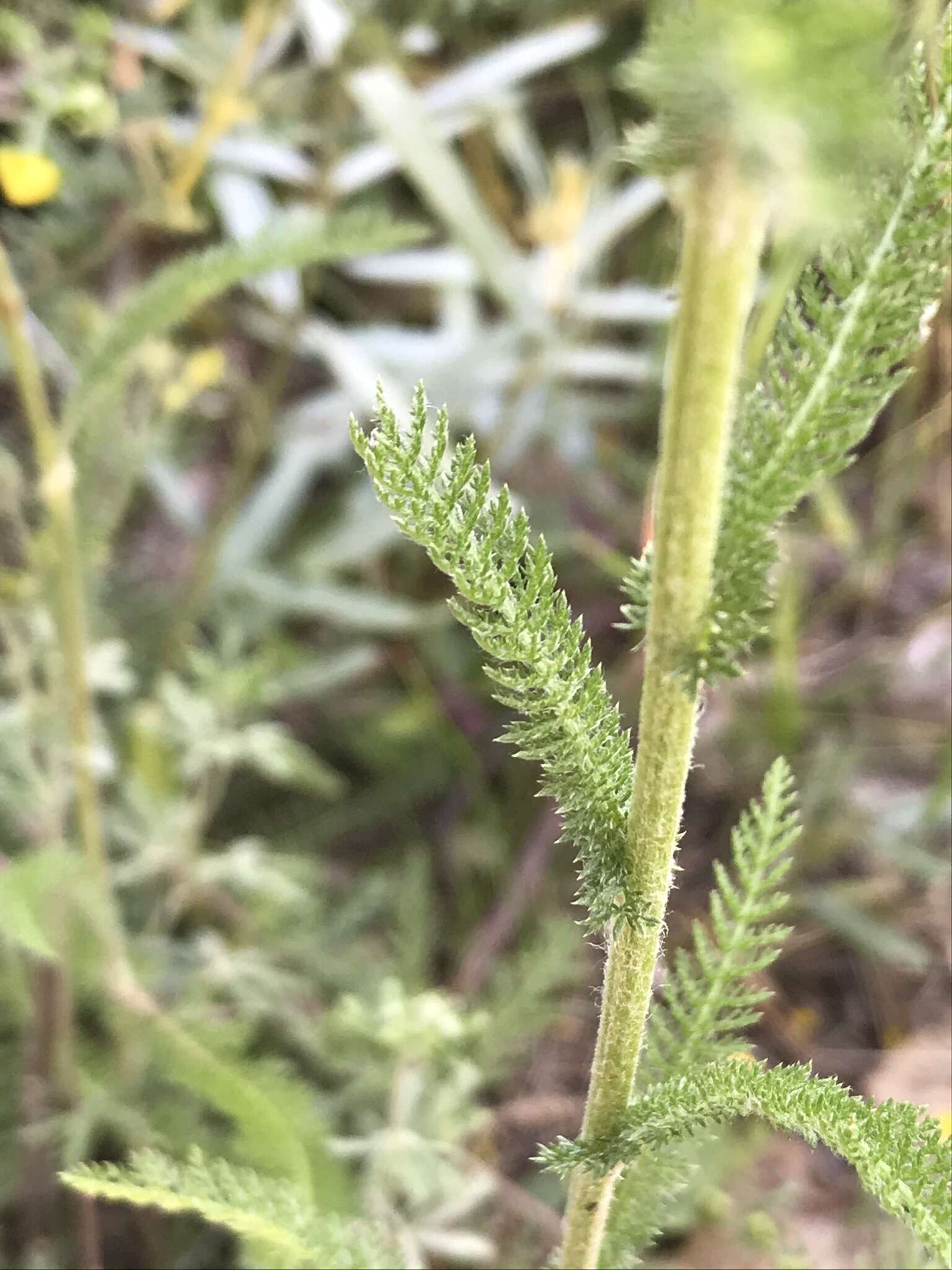 Achillea asiatica Serg. resmi