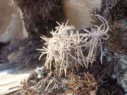 Image of Alyssum tenuifolium Stephan