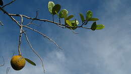 Image of Annona salzmannii A. DC.