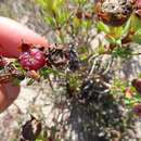 Image of Lampranthus fergusoniae (L. Bol.) L. Bol.