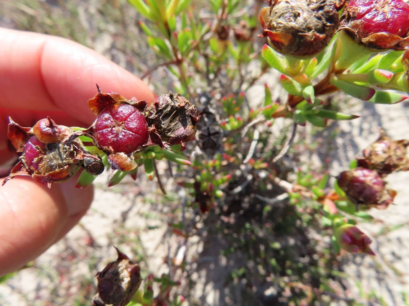 Plancia ëd Lampranthus fergusoniae (L. Bol.) L. Bol.