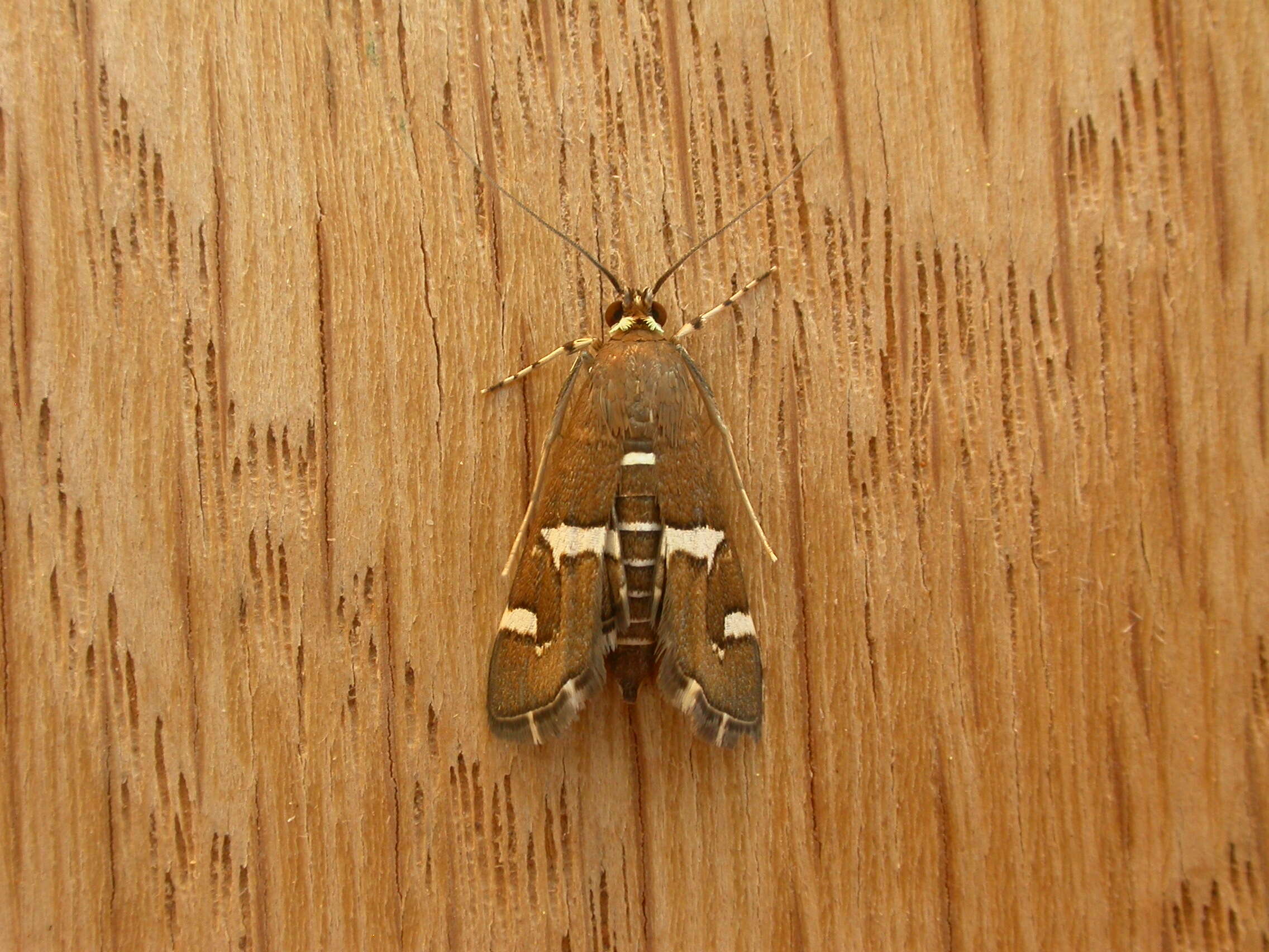 Image of Beet webworm moth