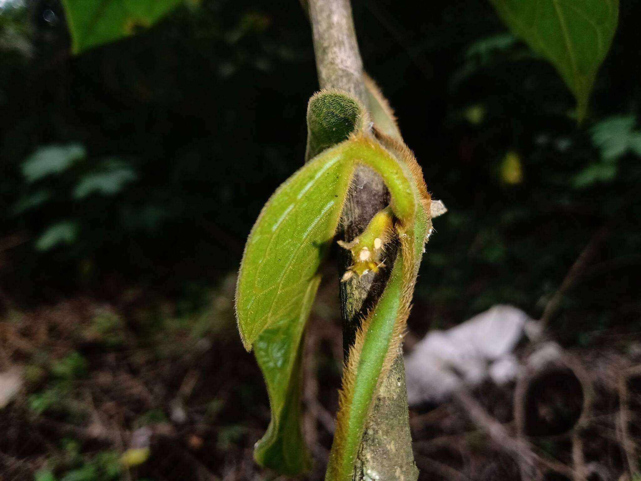 Sivun Matelea lanceolata (Decne.) R. E. Woodson kuva