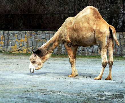 Image of Dromedary