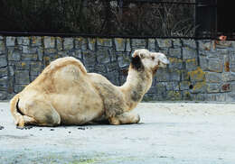 Image of Dromedary