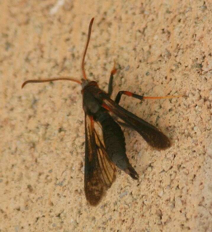 Image of Ash/Lilac Borers