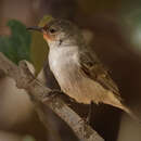 Image of Red-headed Honeyeater