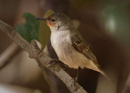 Image of Red-headed Honeyeater