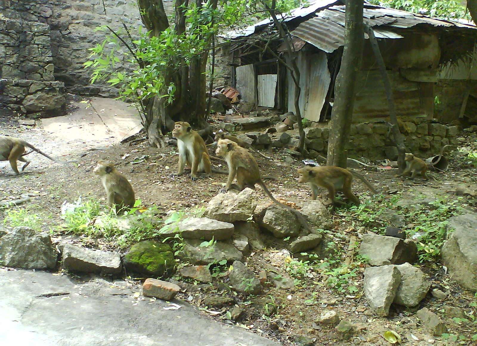 Image of Toque macaque