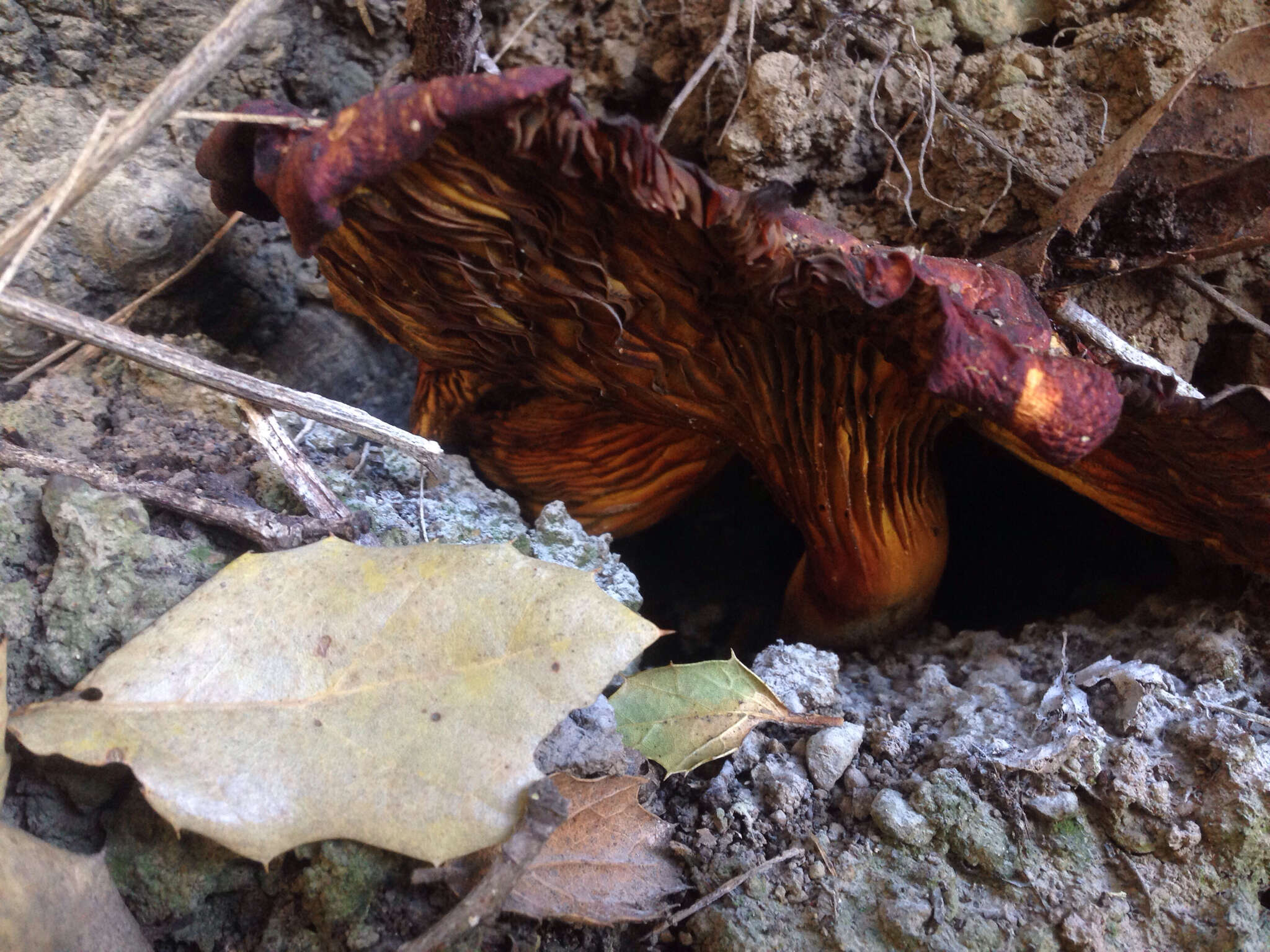 Image of western jack-o'-lantern mushroom