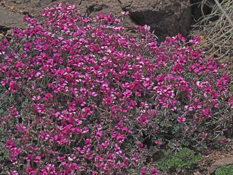 Image of Indigofera burchellii DC.