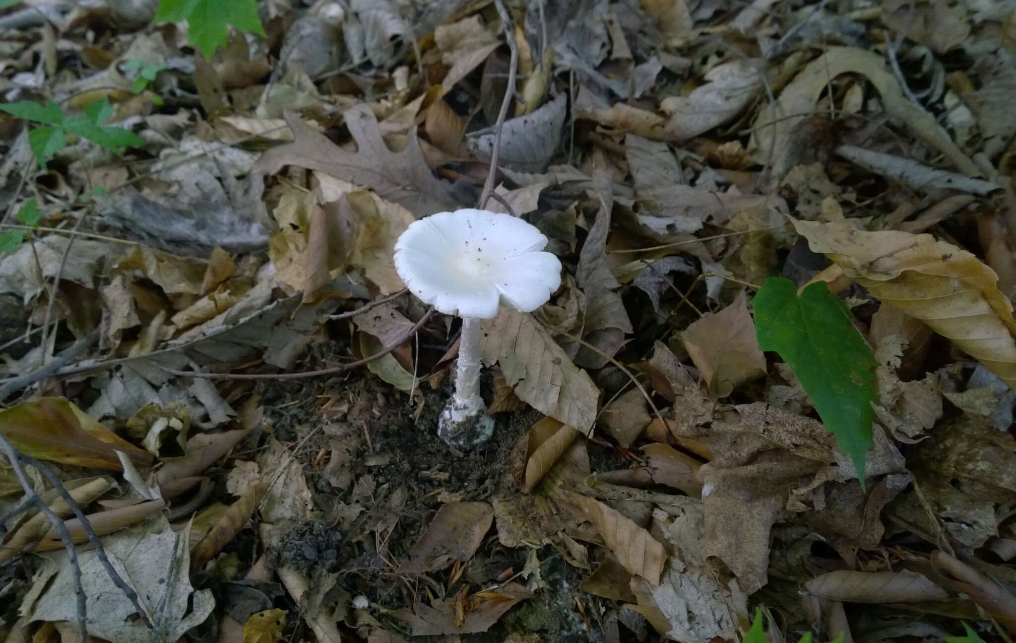 Image of Amanita bisporigera G. F. Atk. 1906