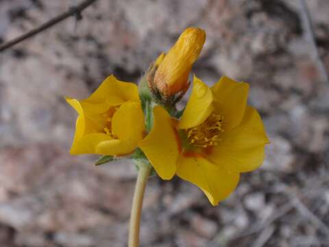 Image of whitestem blazingstar