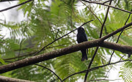 Image of Philippine Drongo-Cuckoo