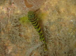 Gorogobius nigricinctus (Delais 1951) resmi