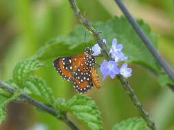 Image of Stalachtis phlegia (Cramer 1765)