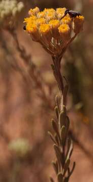 Athanasia sertulifera DC.的圖片