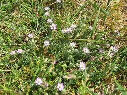 Image of red sandspurry