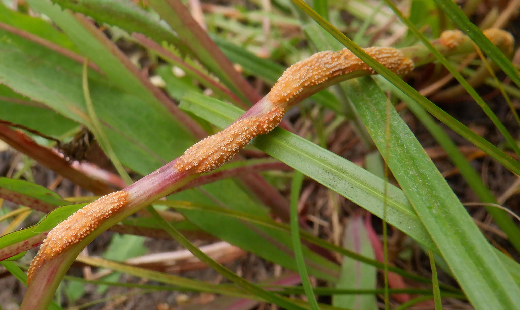 Image of Puccinia dioicae Magnus 1877