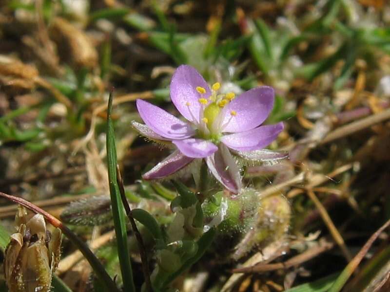 Image of red sandspurry