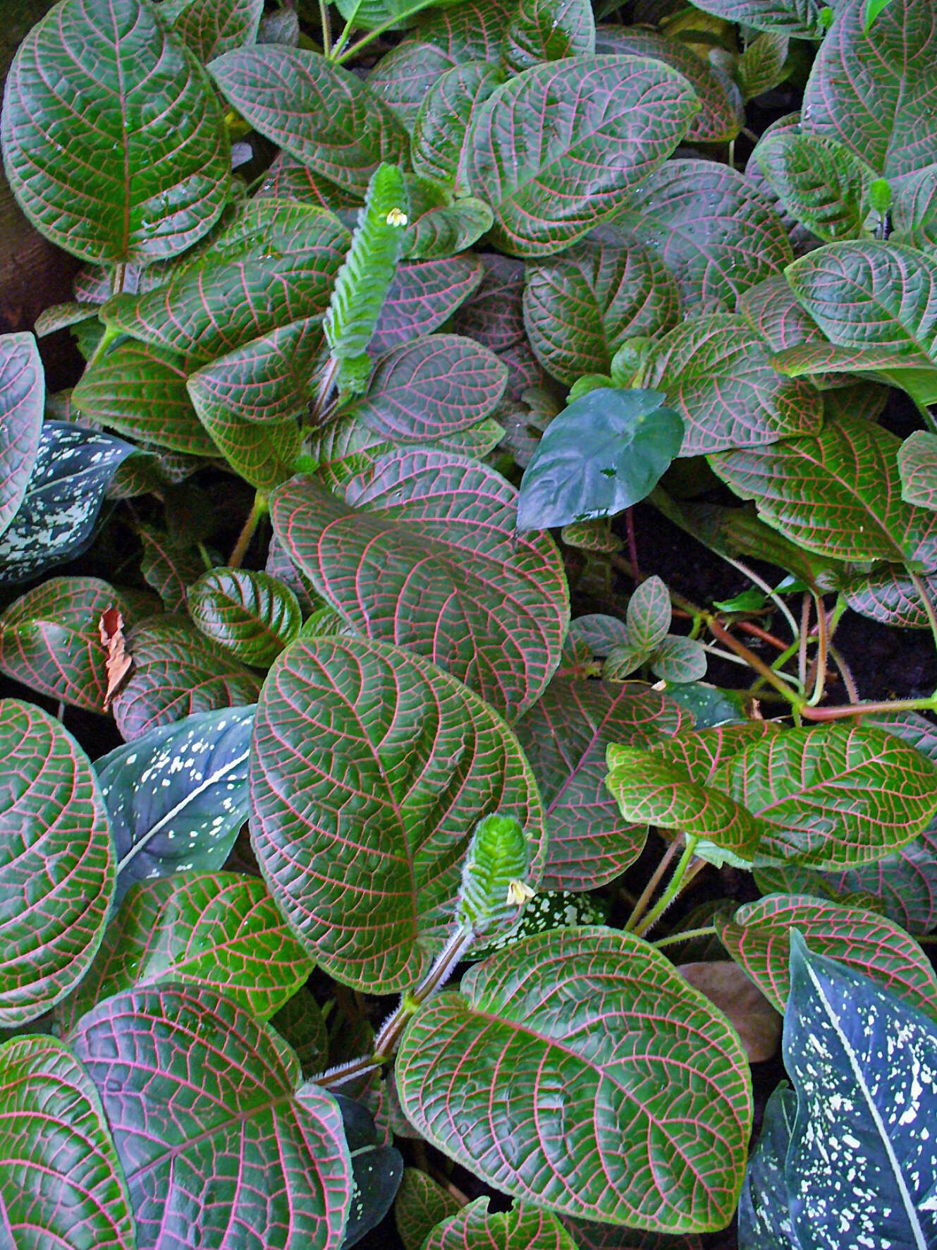 Fittonia albivenis (Lindl. ex Veitch) R. K. Brummitt resmi