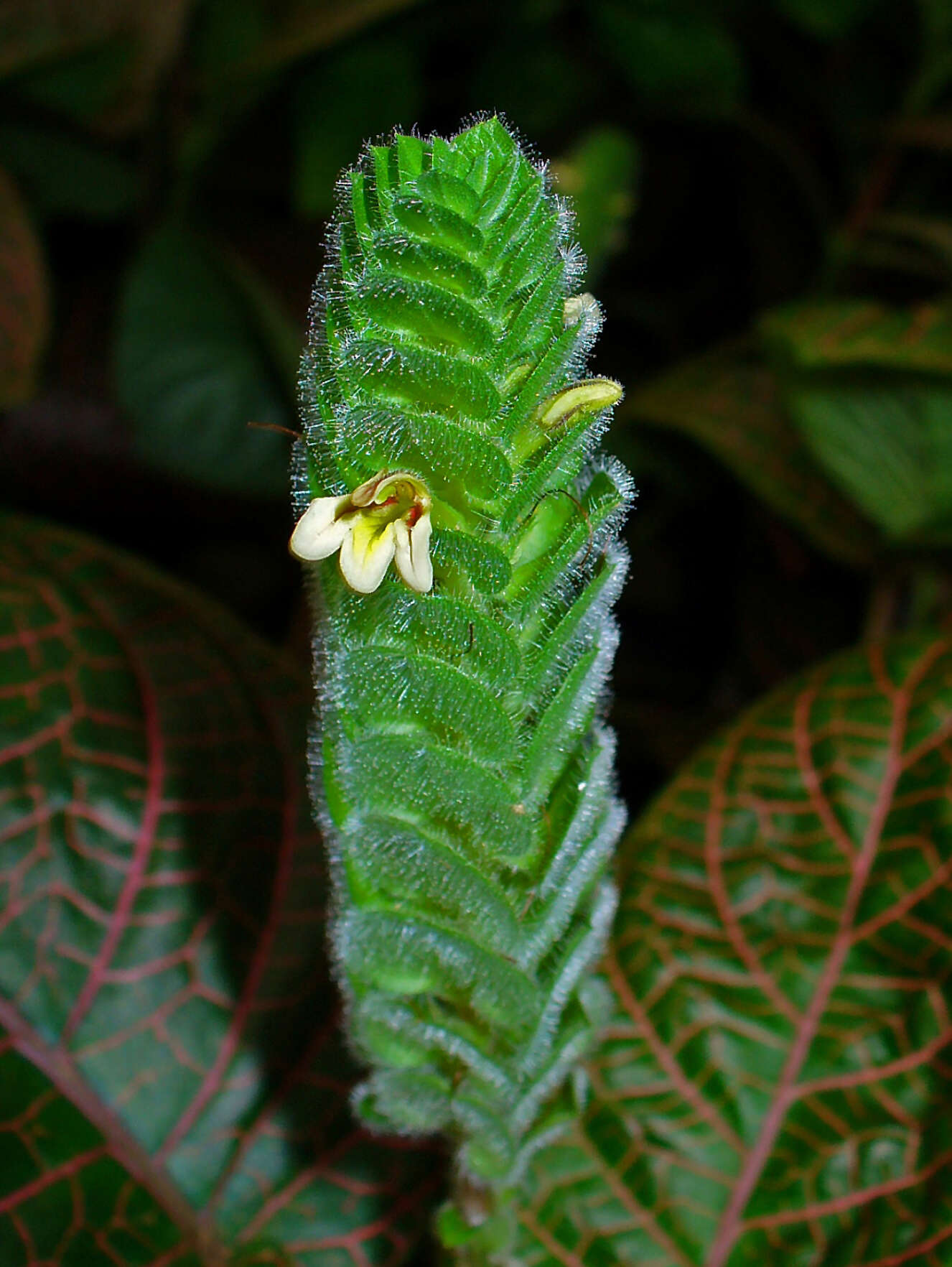 Fittonia albivenis (Lindl. ex Veitch) R. K. Brummitt resmi