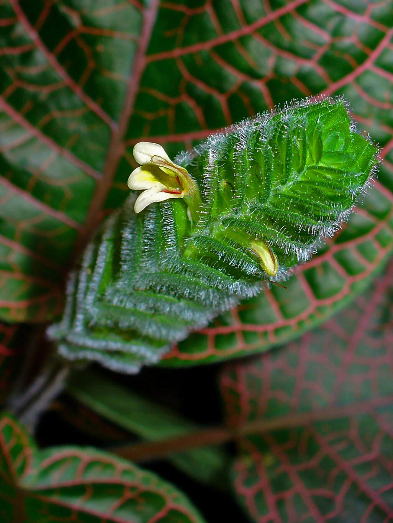 Fittonia albivenis (Lindl. ex Veitch) R. K. Brummitt resmi